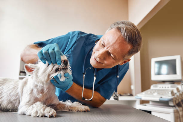 Best Emergency X-Rays and Diagnostics in Stickney, IL